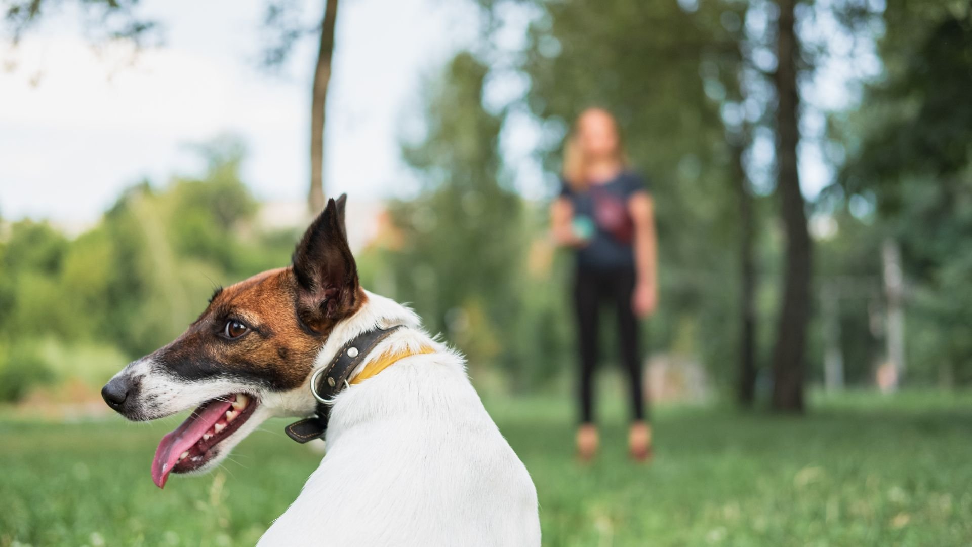 Jack Russell terrier in park with blurred person in background