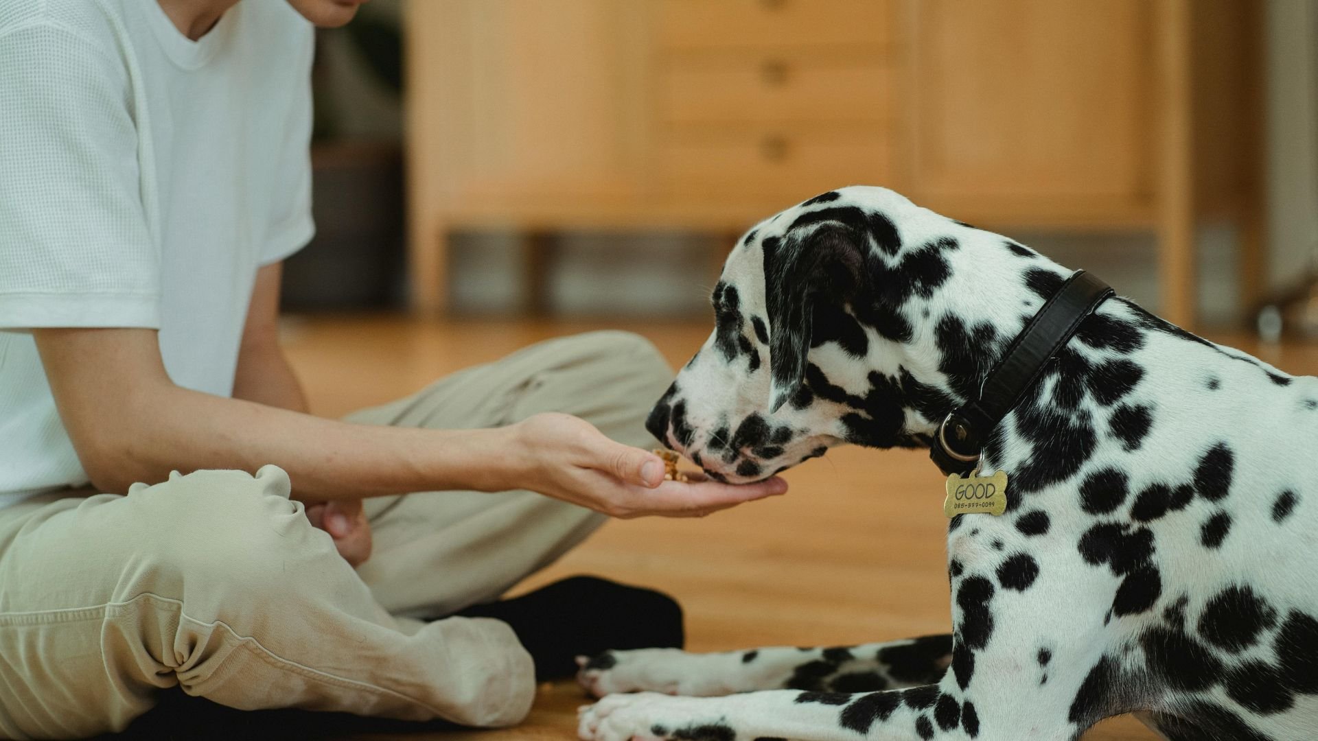 Dalmatian dog eating treat from person's hand on wooden floor