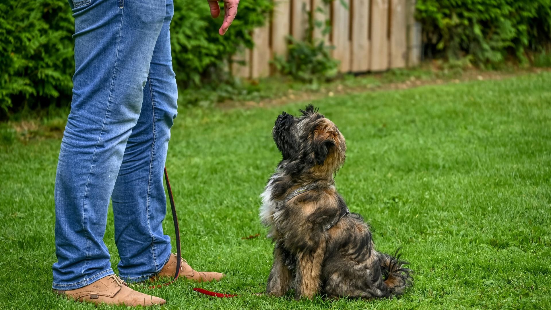 Small fluffy dog sitting on grass, looking up at owner's legs