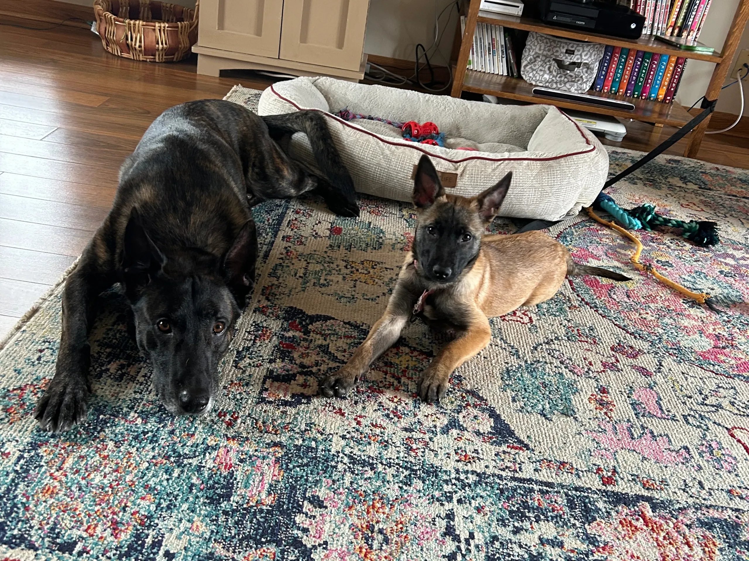 Two dogs resting on a colorful rug near a dog bed