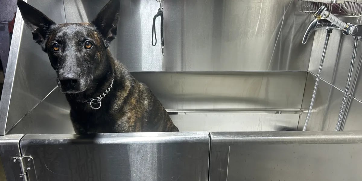 Black dog sitting in metal bath at veterinary clinic or grooming station