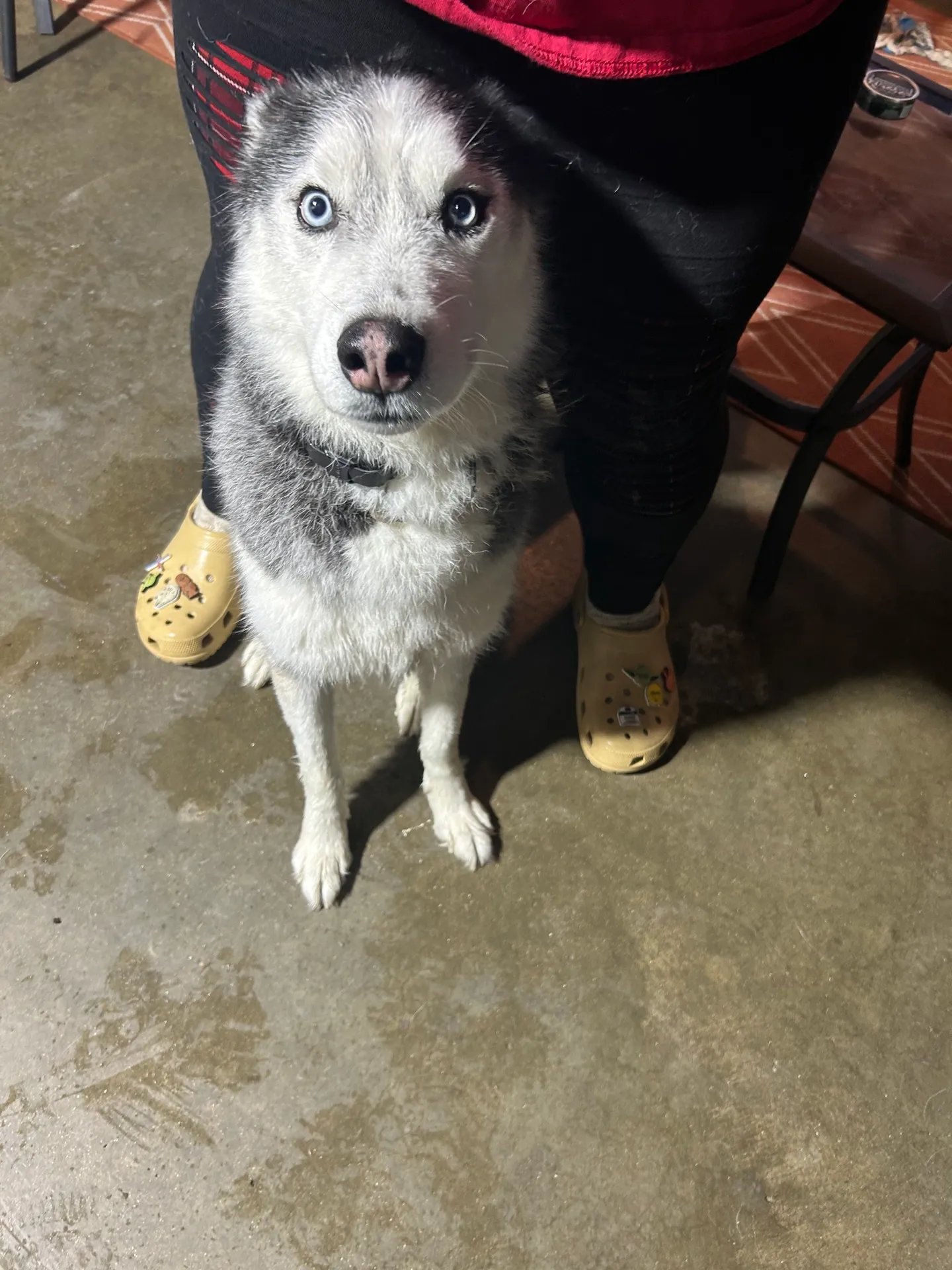 Husky dog sitting next to yellow Crocs, looking directly at camera