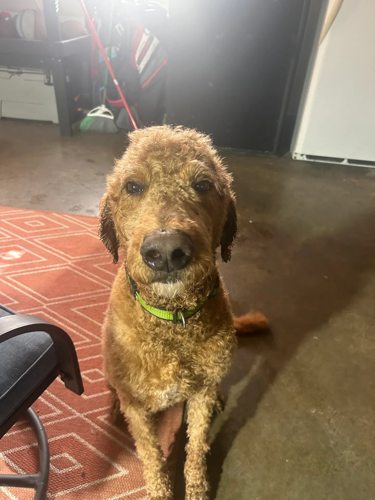 Curly-haired dog with bright green collar sitting on patterned rug